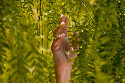 Hand touching foliage